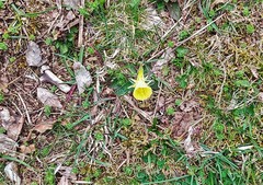 Narcissus bulbocodium graellsii