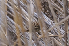 Emberiza spodocephala
