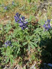 Lupinus micranthus