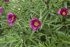 Paeonia hybrida