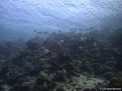 Trachinotus blochii