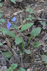 Pulmonaria officinalis