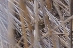 Emberiza spodocephala