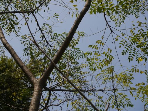 Melia dubia (Melia dubia)