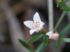 Cyanothamnus nanus nanus