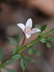 Cyanothamnus nanus nanus