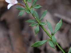 Cyanothamnus nanus nanus