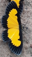 Xanthyris flaveolata