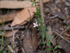 Cyanothamnus nanus nanus