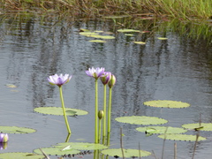 Nymphaea gigantea