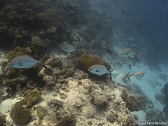 Trachinotus blochii