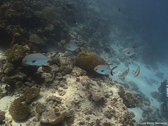 Trachinotus blochii