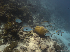 Trachinotus blochii