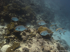 Trachinotus blochii