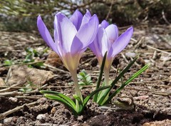 Crocus carpetanus