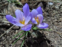Crocus carpetanus