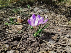 Crocus carpetanus