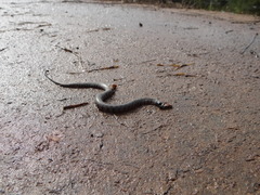 Helicops leopardinus
