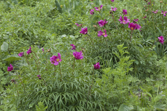 Paeonia hybrida
