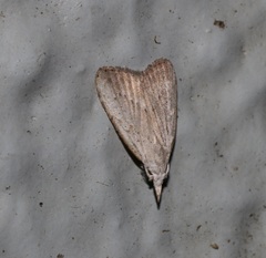Meganola brunellus