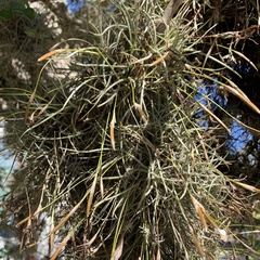 Tillandsia recurvata