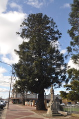 Araucaria bidwillii