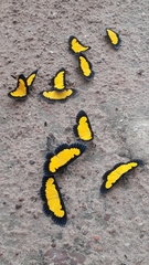 Xanthyris flaveolata