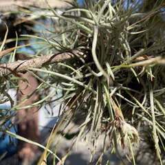 Tillandsia recurvata