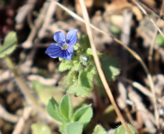 Veronica praecox