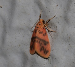 Miltochrista arcuata