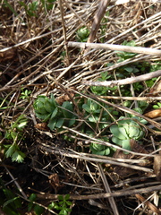 Hylotelephium maximum