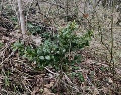 Buxus colchica