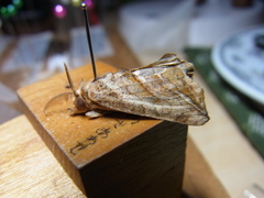 Oraesia emarginata