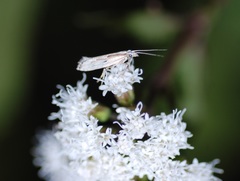 Plutella porrectella