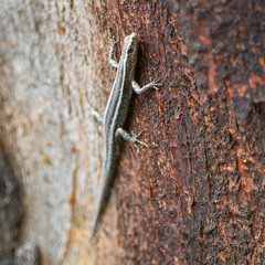 Cryptoblepharus virgatus