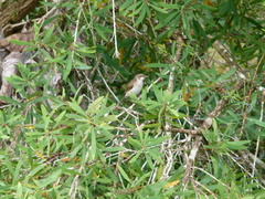 Ramsayornis modestus