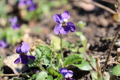 Viola ambigua