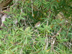 Ramsayornis modestus