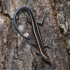 Cryptoblepharus virgatus