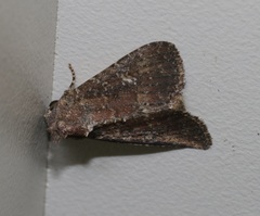 Condica albigutta