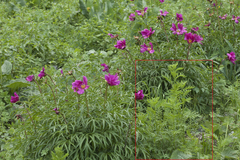 Tanacetum pseudachillea