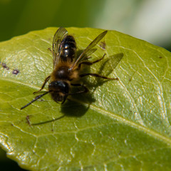 Andrena haemorrhoa