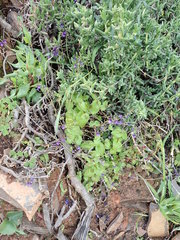 Diascia parviflora