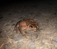 Bufo verrucosissimus