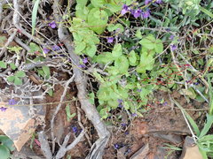 Diascia parviflora