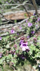 Prostanthera rotundifolia