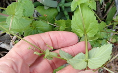 Diascia parviflora