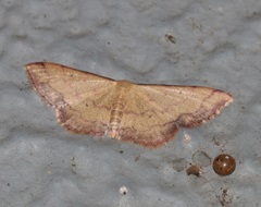 Idaea impexa
