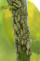 Aetalion reticulatum