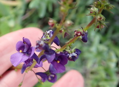Diascia parviflora